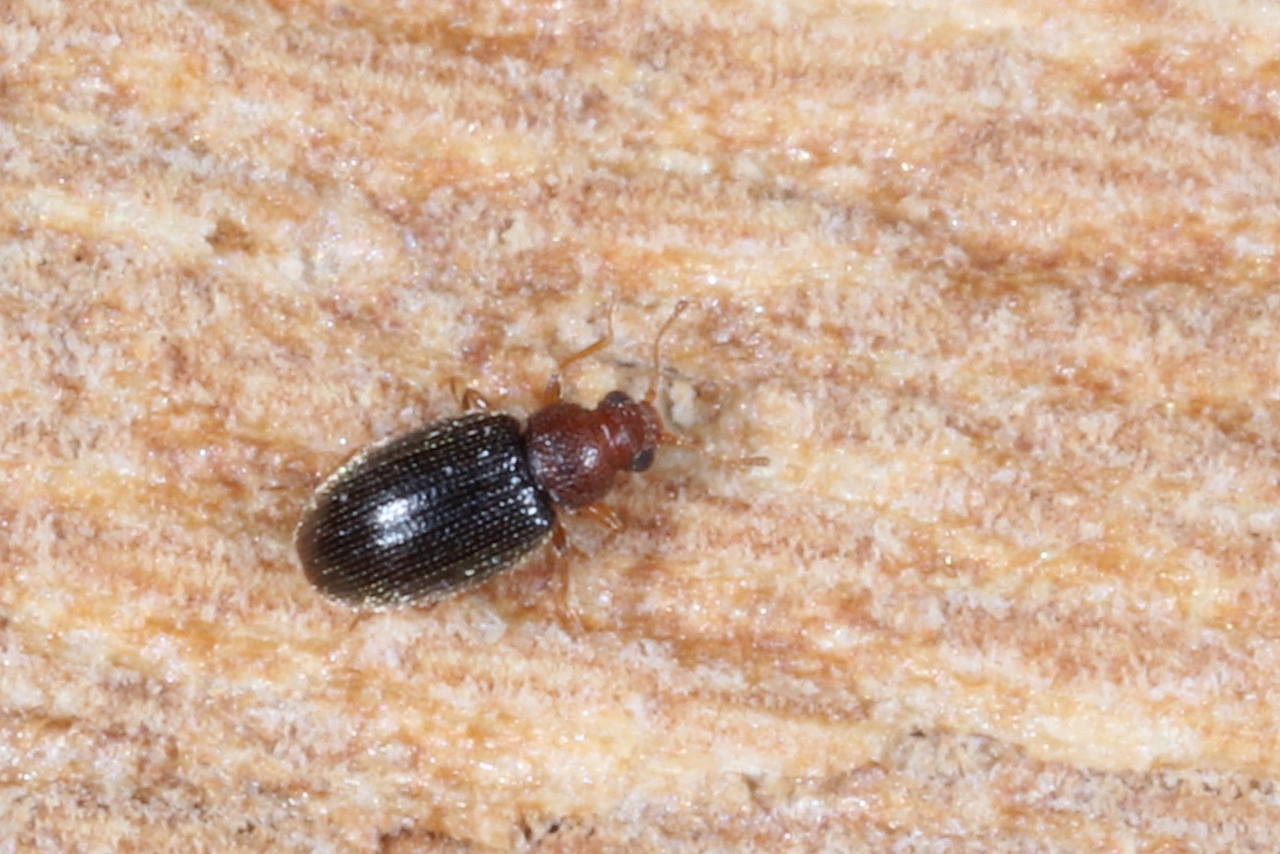 Melanophthalma fuscipennis (Mannerheim, 1844)