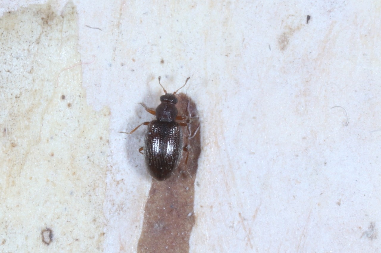 Melanophthalma sp 