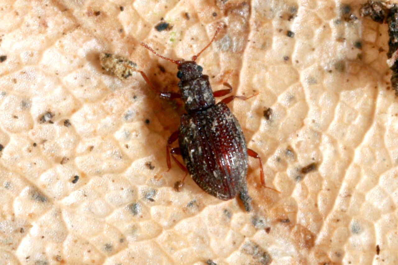 Stephostethus angusticollis (Gyllenhal, 1827)