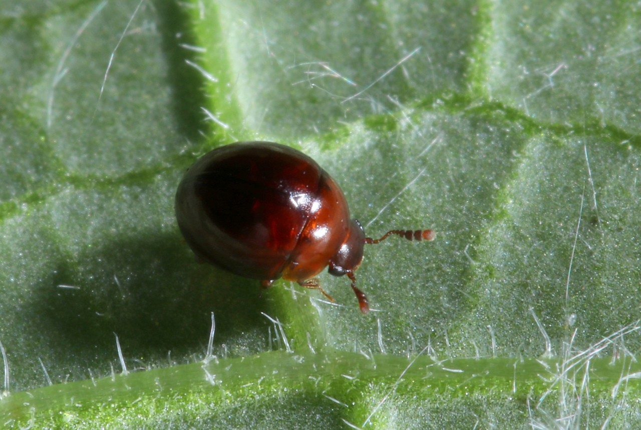 Amphicyllis globus (Fabricius, 1792)