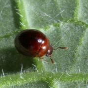 Amphicyllis globus (Fabricius, 1792)