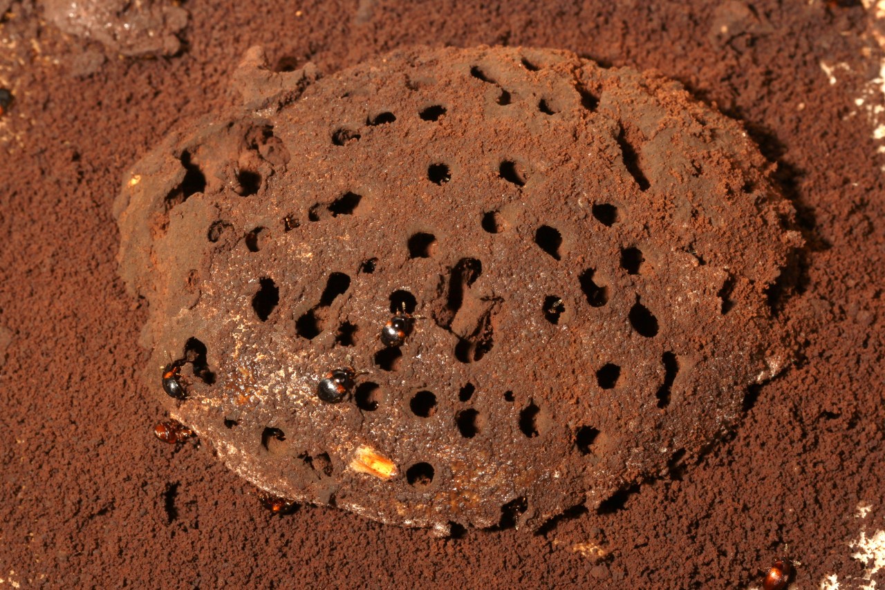 Anisotoma humeralis (Herbst, 1791)