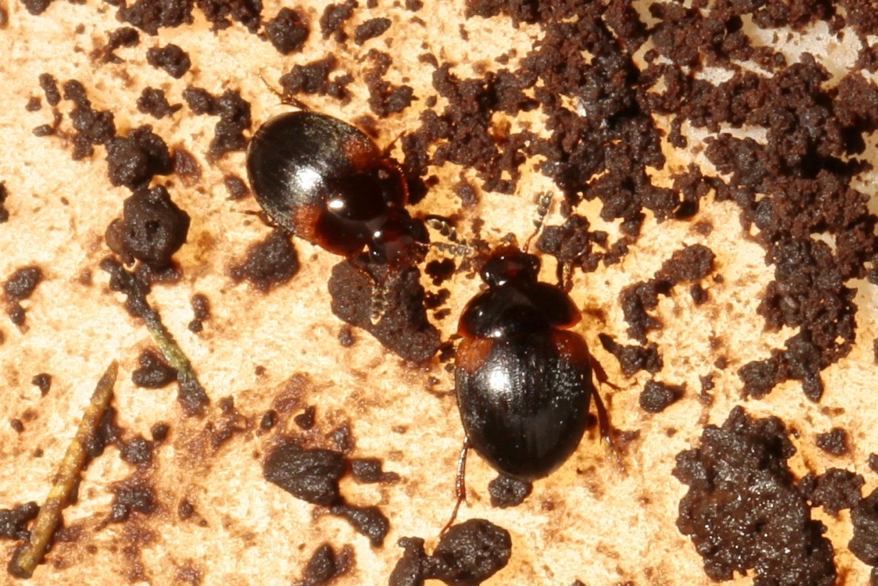 Anisotoma humeralis (Herbst, 1791) 