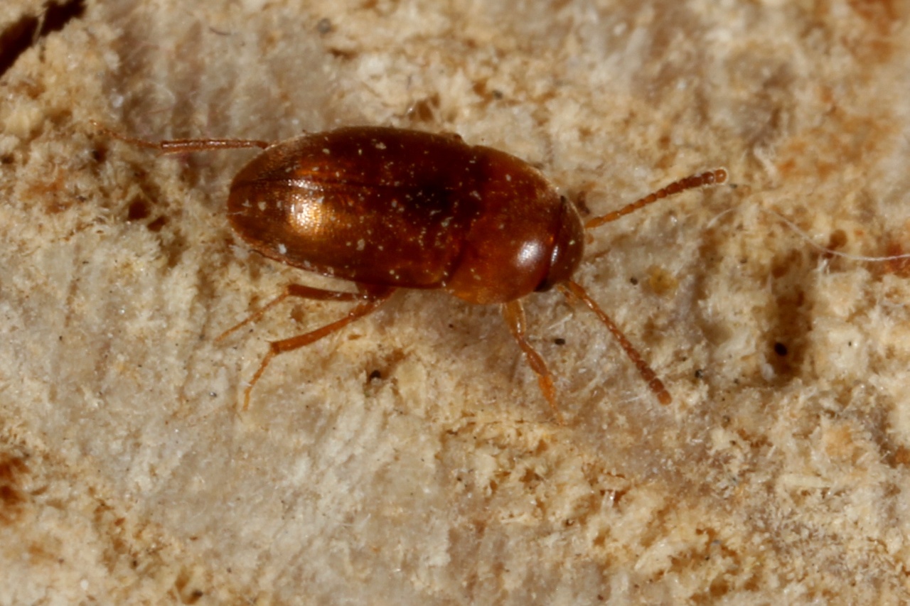 Nargus sp