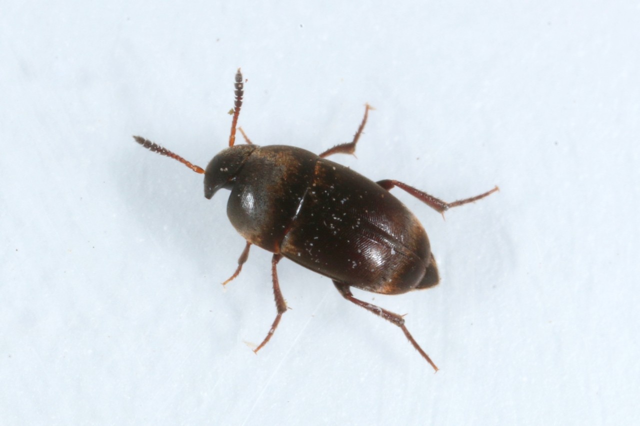 Ptomaphagus sp (femelle)