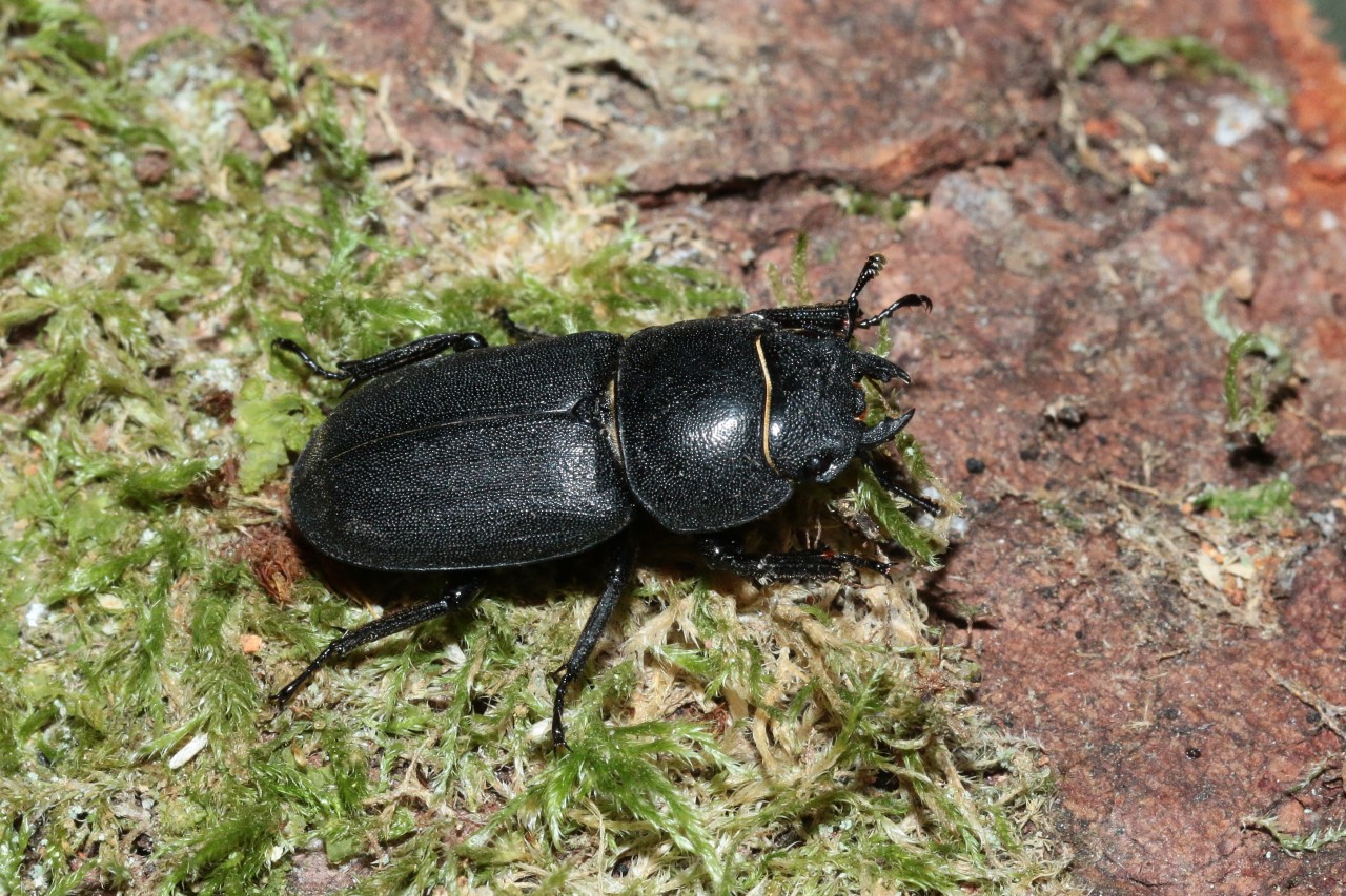 Dorcus parallelipipedus (Linnaeus, 1758) - Petite Biche