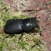 Dorcus parallelipipedus (Linnaeus, 1758) - Petite Biche