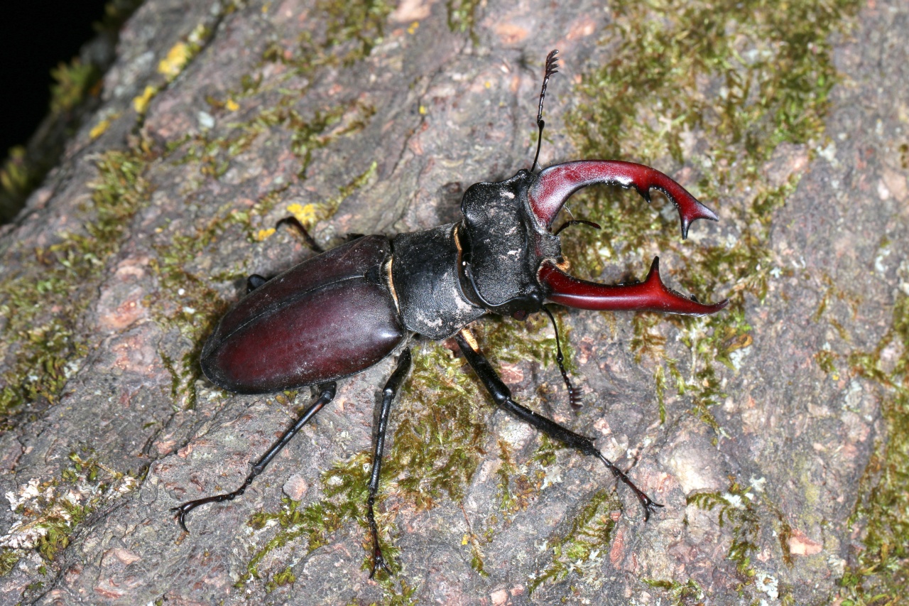 Lucanus cervus (Linnaeus, 1758) - Lucane Cerf-volant (mâle)