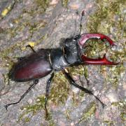 Lucanus cervus (Linnaeus, 1758) - Lucane Cerf-volant (mâle)