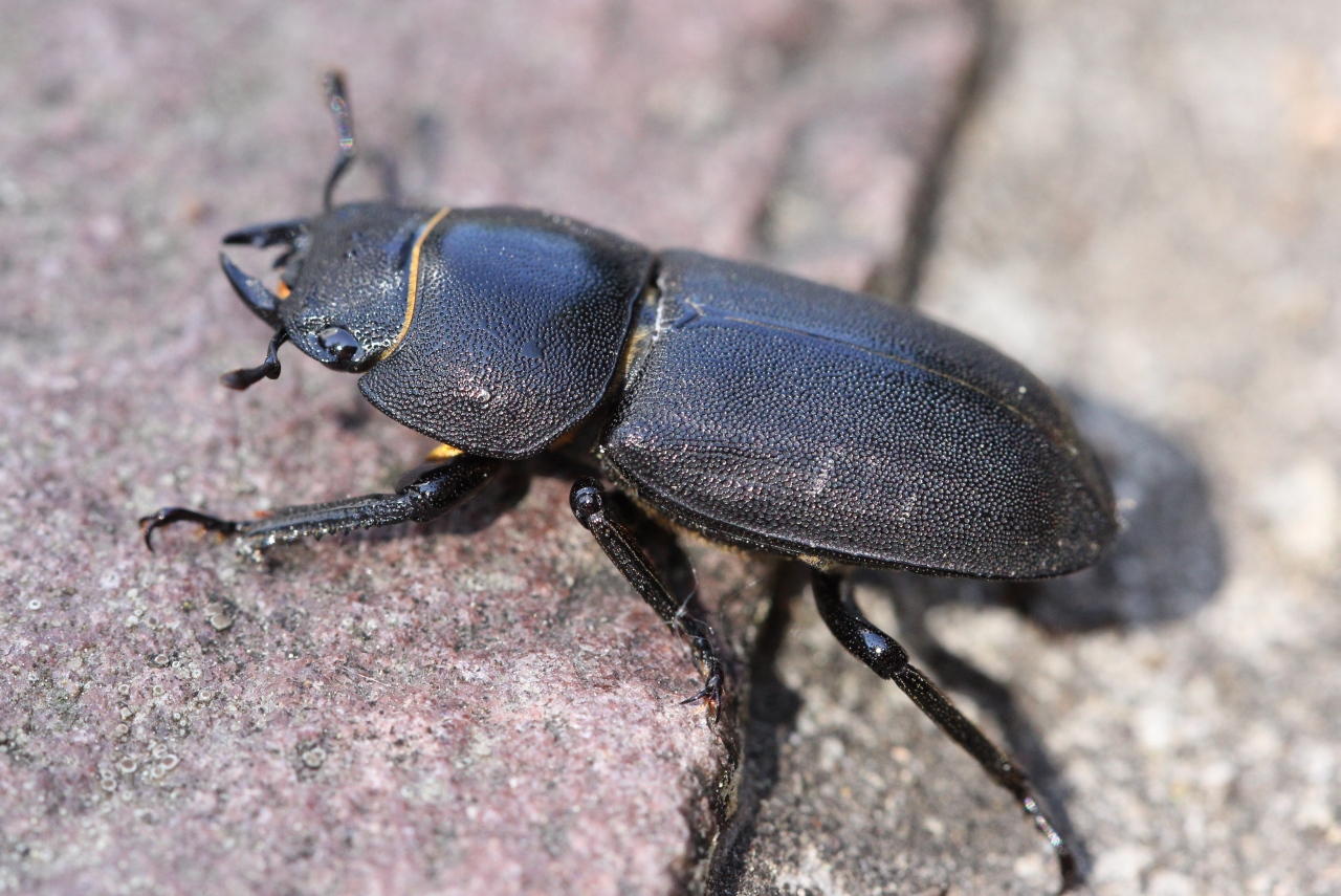 Dorcus parallelipipedus (Linnaeus, 1758) - Petite Biche