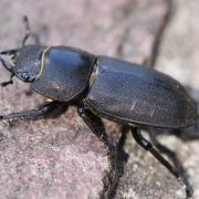 Dorcus parallelipipedus (Linnaeus, 1758) - Petite Biche