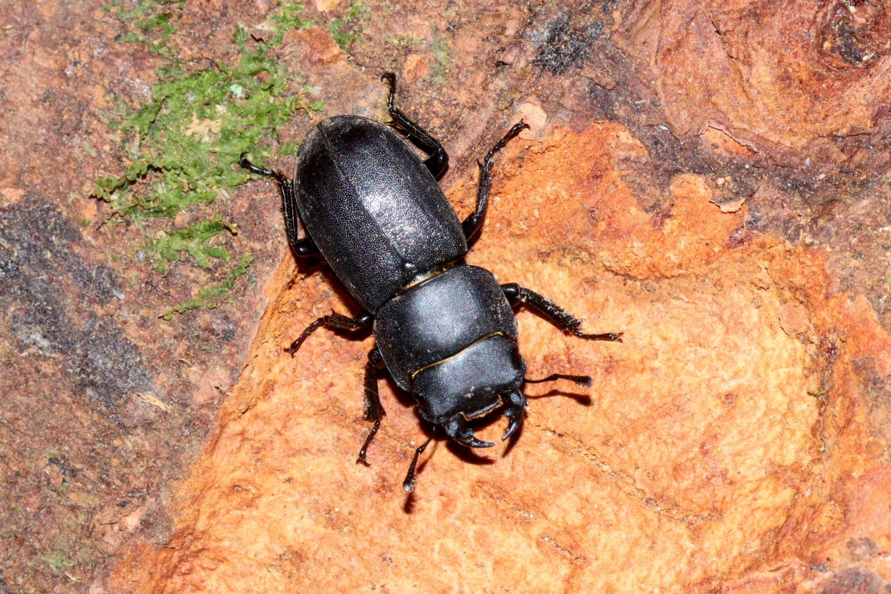 Dorcus parallelipipedus (Linnaeus, 1758) - Petite Biche