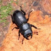 Dorcus parallelipipedus (Linnaeus, 1758) - Petite Biche