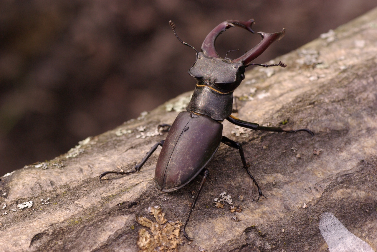 Lucanus cervus (Linnaeus, 1758) - Lucane cerf-volant (mâle)