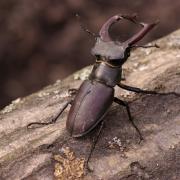 Lucanus cervus (Linnaeus, 1758) - Lucane cerf-volant (mâle)