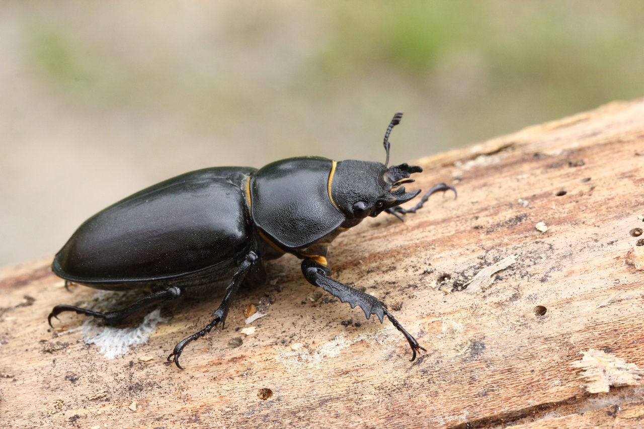 Lucanus cervus (Linnaeus, 1758) - Biche (= Lucane Cerf-volant femelle)