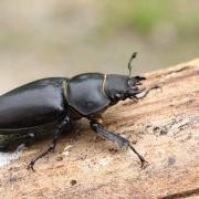 Lucanus cervus (Linnaeus, 1758) - Biche (= Lucane Cerf-volant femelle)