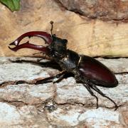 Lucanus cervus (Linnaeus, 1758) - Lucane Cerf-volant (mâle)