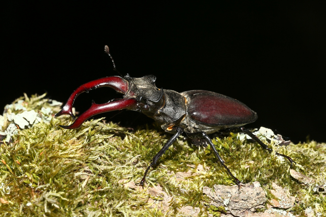 Lucanus cervus (Linnaeus, 1758) - Lucane Cerf-volant (mâle)