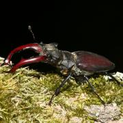 Lucanus cervus (Linnaeus, 1758) - Lucane Cerf-volant (mâle)