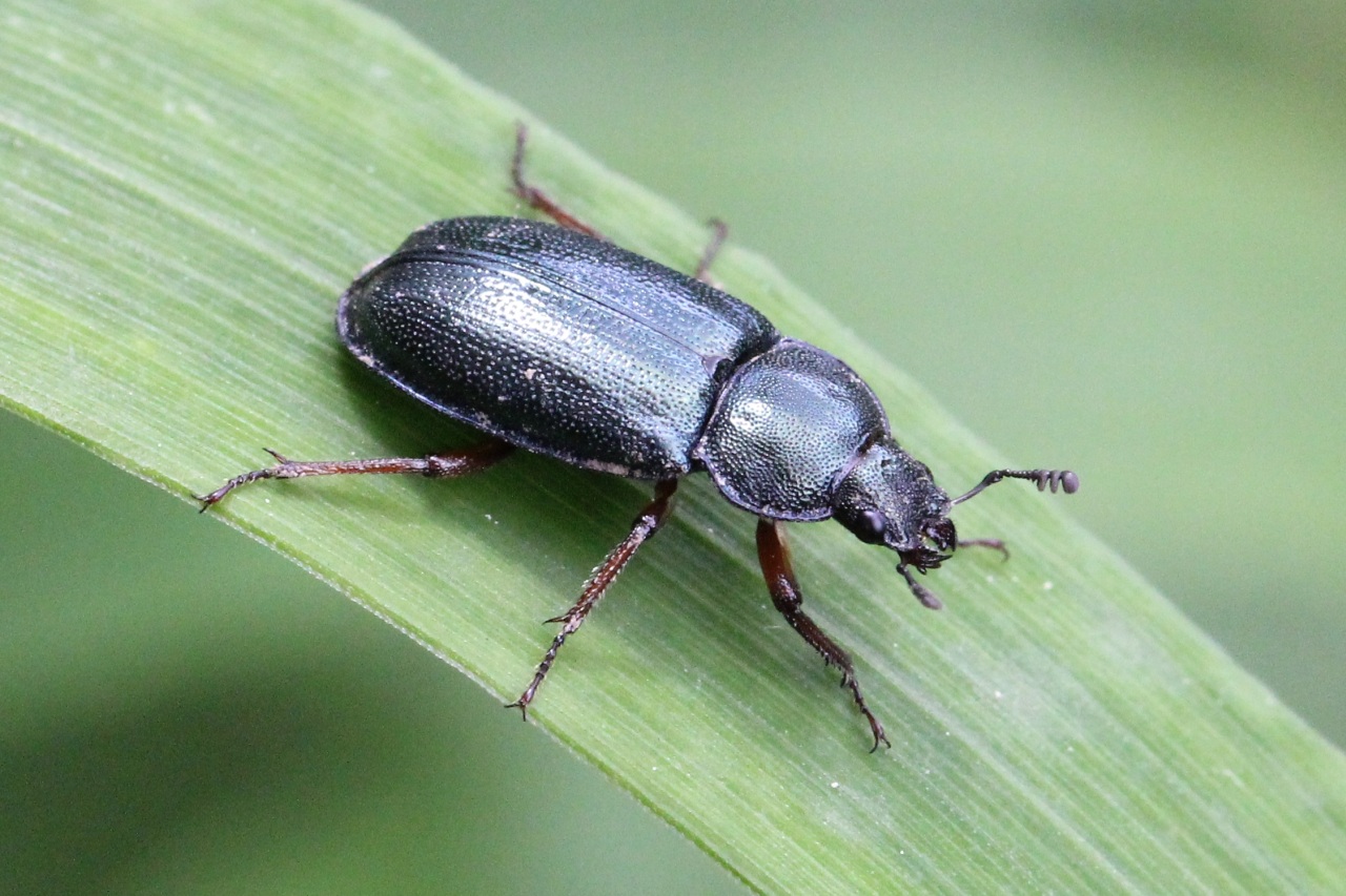 Platycerus caraboides (Linnaeus, 1758) - Chevrette bleue