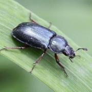 Platycerus caraboides (Linnaeus, 1758) - Chevrette bleue