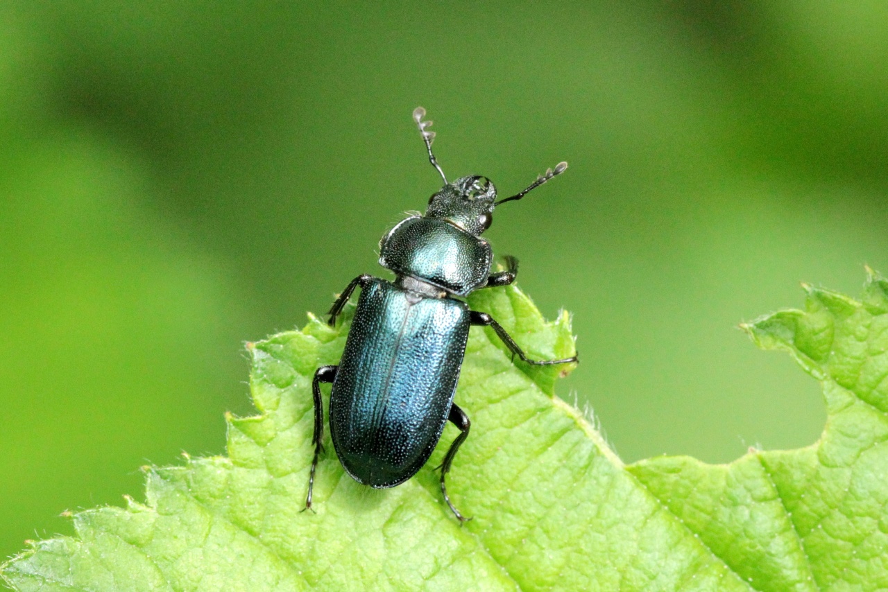 Platycerus caraboides (Linnaeus, 1758) - Chevrette bleue (mâle)