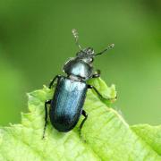 Platycerus caraboides (Linnaeus, 1758) - Chevrette bleue (mâle)