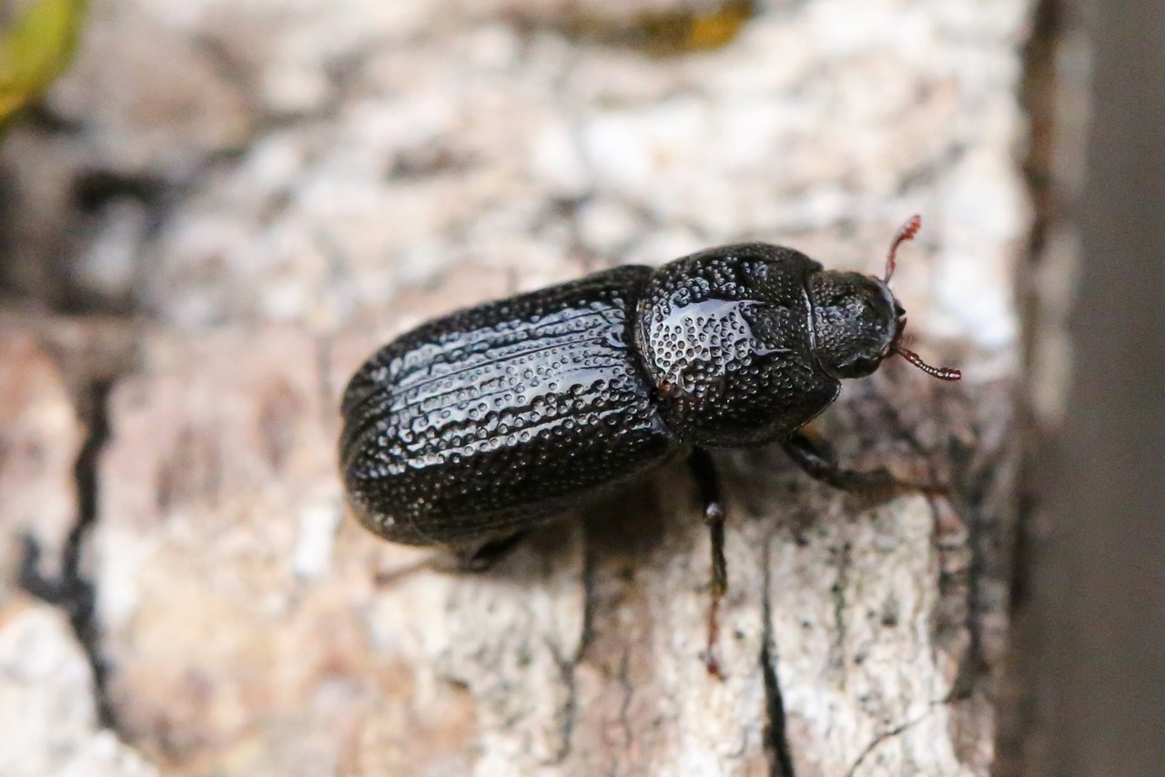 Sinodendron cylindricum (Linnaeus, 1758) - Sinodendre cylindrique (femelle)