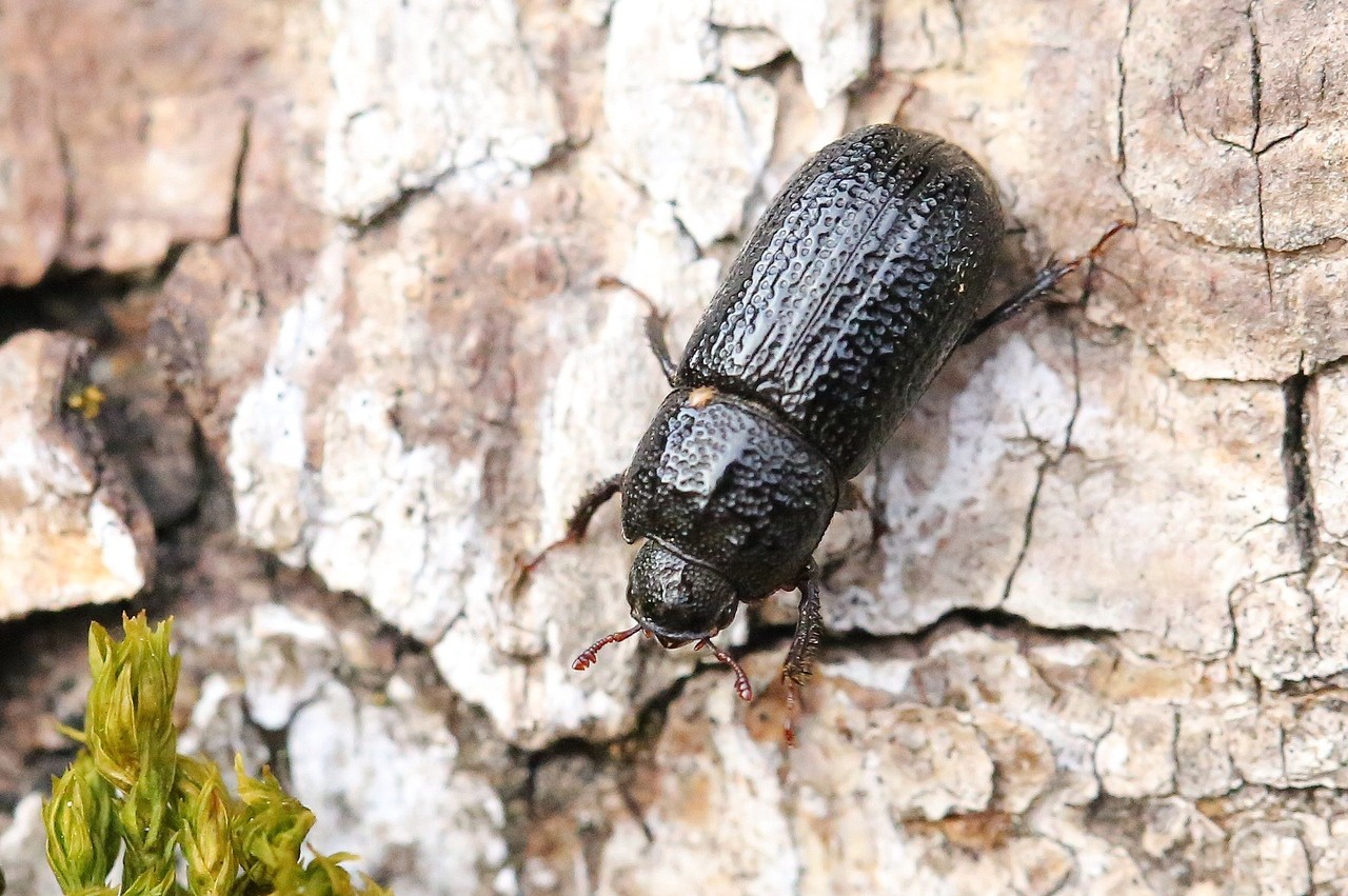 Sinodendron cylindricum (Linnaeus, 1758) - Sinodendre cylindrique (femelle)