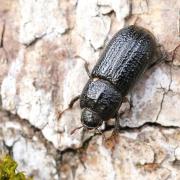 Sinodendron cylindricum (Linnaeus, 1758) - Sinodendre cylindrique (femelle)