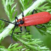 Lygistopterus sanguineus (Linnaeus, 1758) - Lycie sanguine