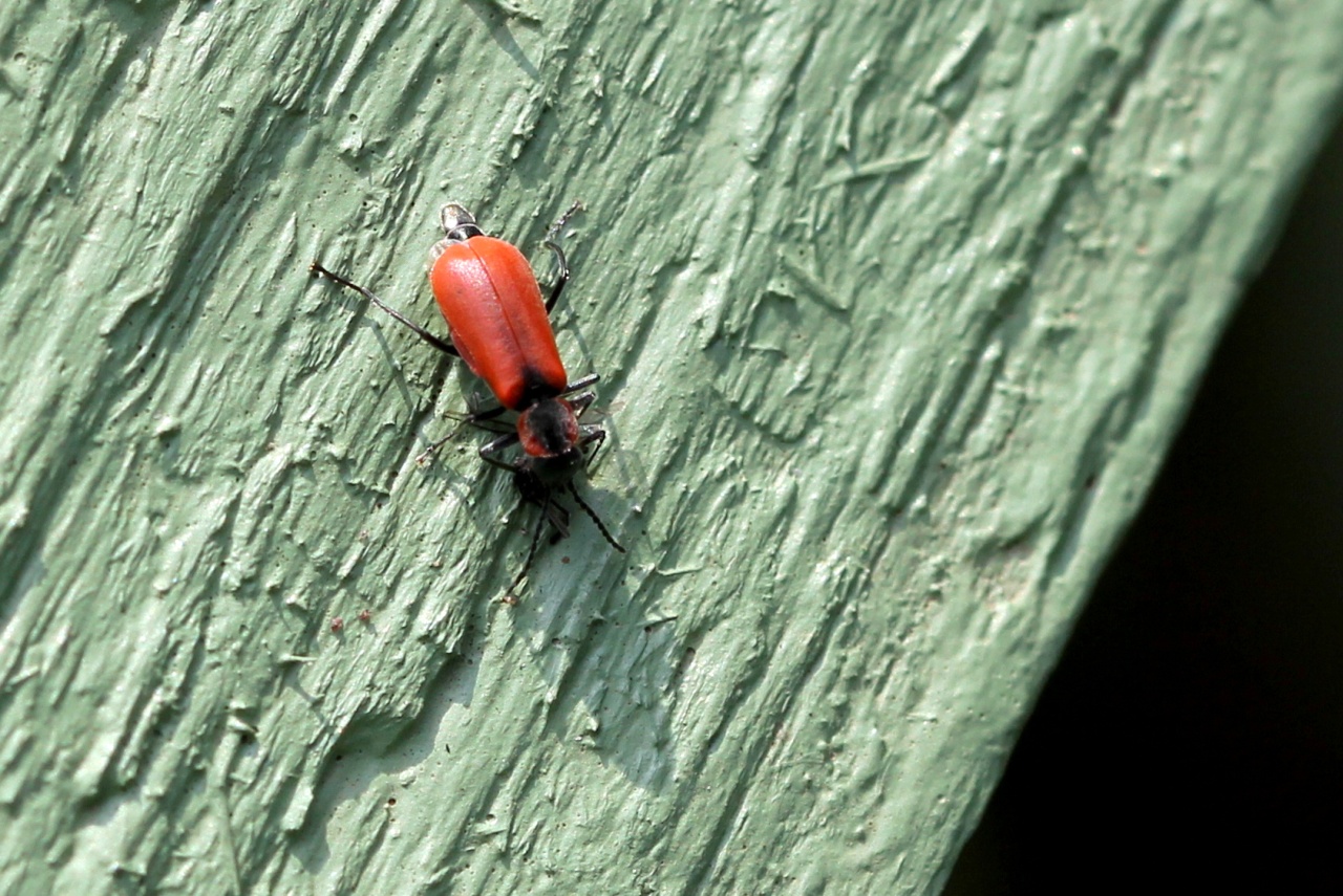 Anthocomus rufus (Herbst, 1784) - Malachie rousse