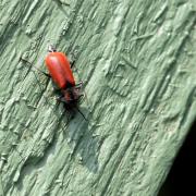 Anthocomus rufus (Herbst, 1784) - Malachie rousse