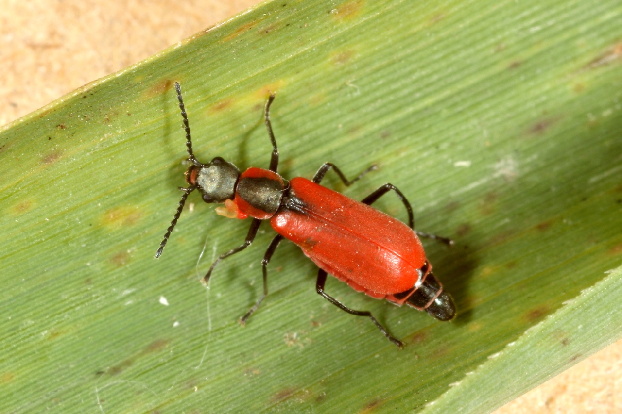 Anthocomus rufus (Herbst, 1784) - Malachie rousse