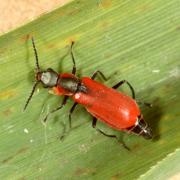 Anthocomus rufus (Herbst, 1784) - Malachie rousse