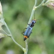 Clanoptilus elegans (Olivier, 1790) - Malachie élégante (femelle)