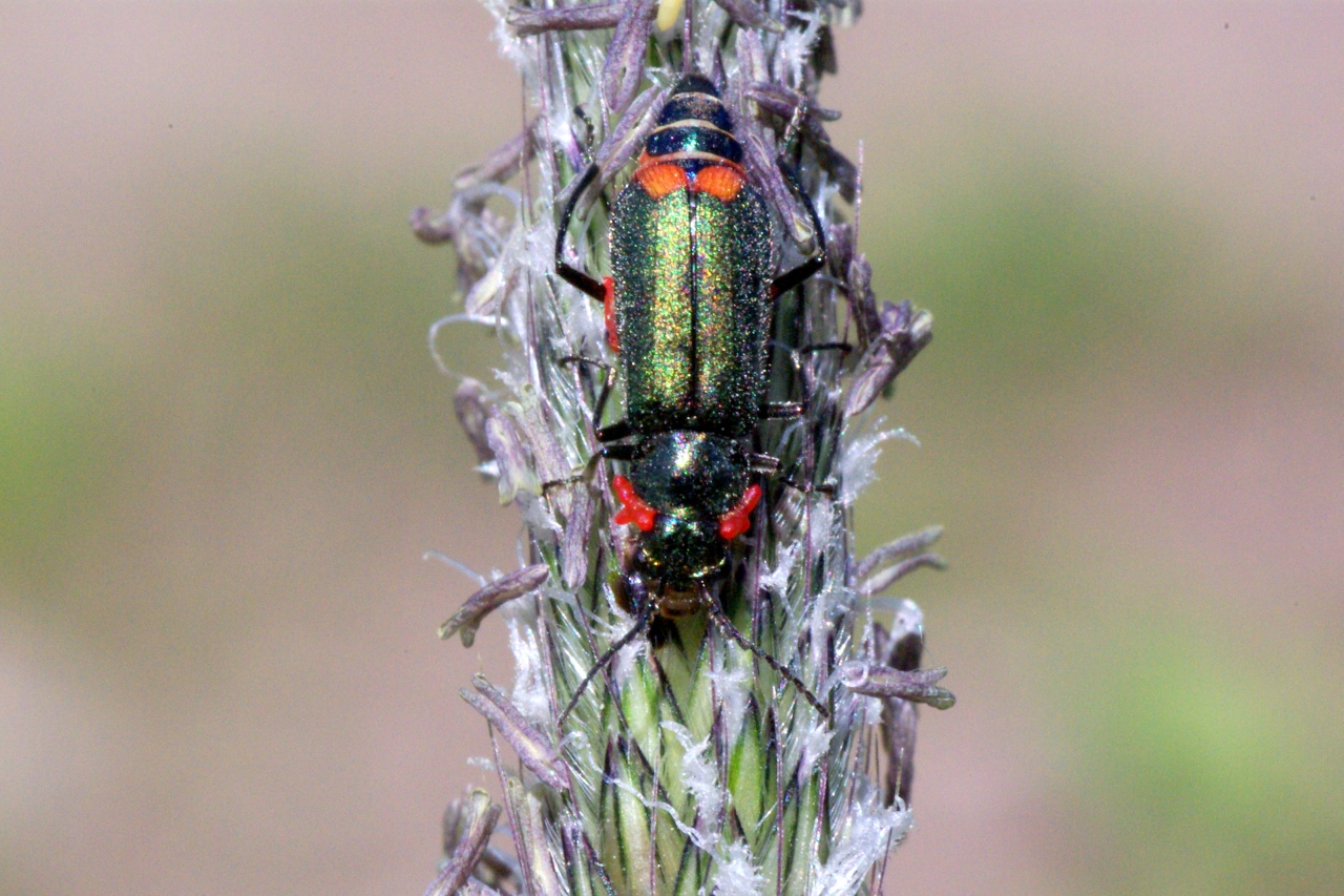 Malachius bipustulatus (Linnaeus, 1758) - Malachie à deux points (femelle)