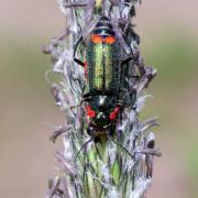 Malachius bipustulatus (Linnaeus, 1758) - Malachie à deux points (femelle)