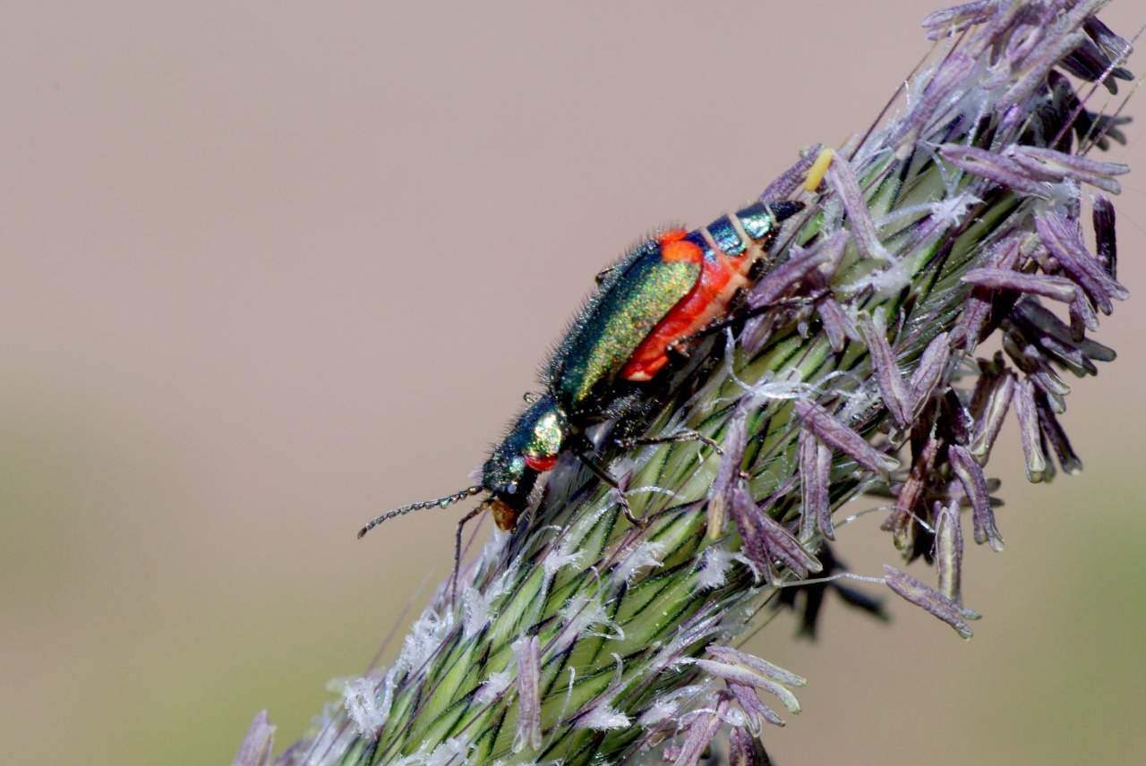 Malachius bipustulatus (Linnaeus, 1758) - Malachie à deux points (femelle)