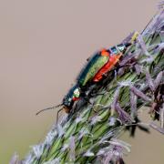 Malachius bipustulatus (Linnaeus, 1758) - Malachie à deux points (femelle)