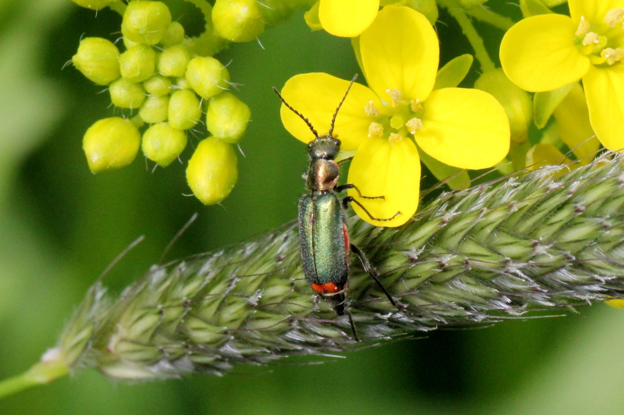 Malachius bipustulatus (Linnaeus, 1758) - Malachie à deux points (femelle)