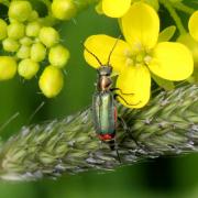 Malachius bipustulatus (Linnaeus, 1758) - Malachie à deux points (femelle)