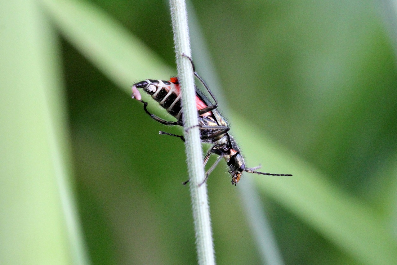 Malachius bipustulatus (Linnaeus, 1758) - Malachie à deux points