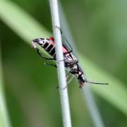 Malachius bipustulatus (Linnaeus, 1758) - Malachie à deux points