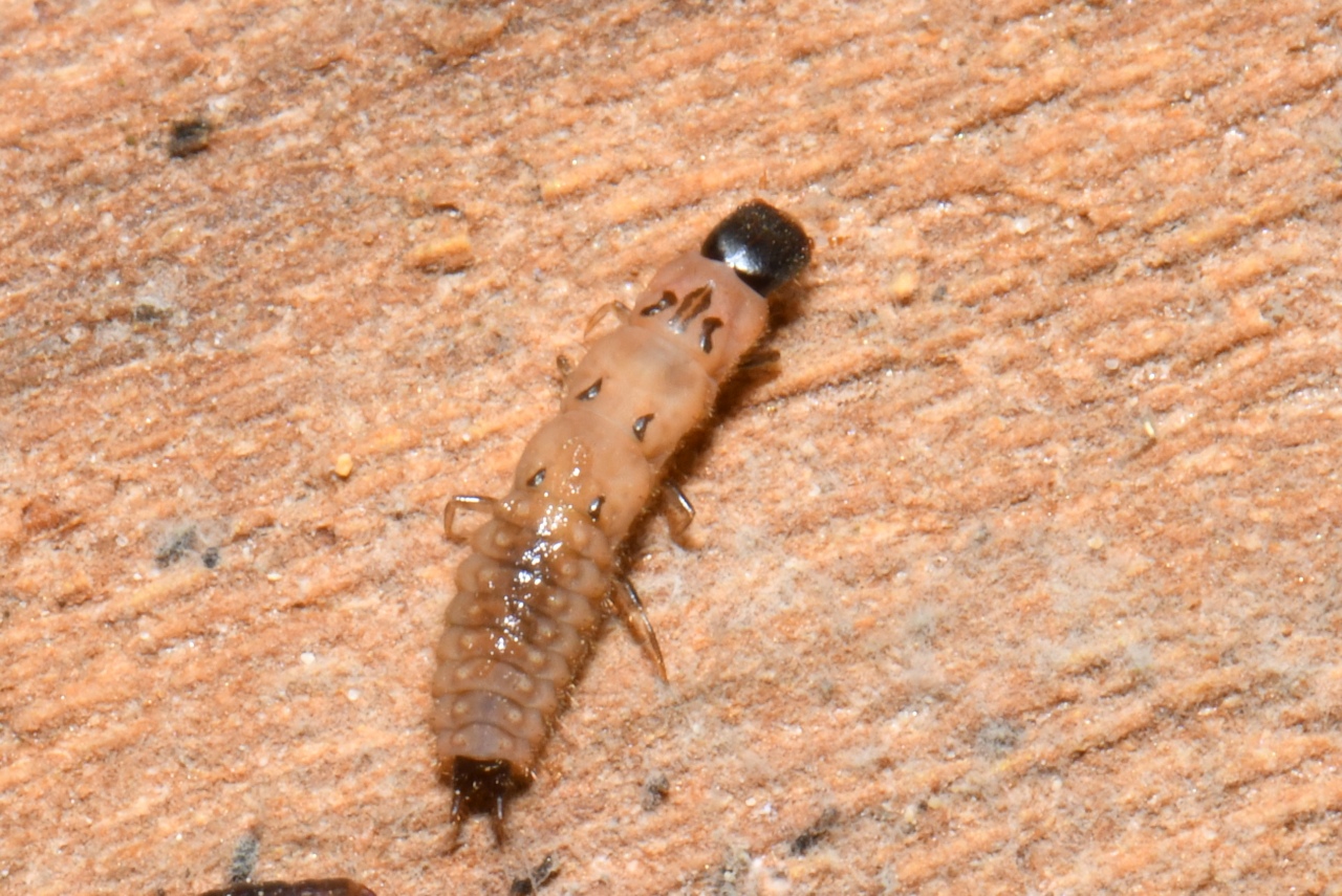 Malachius sp (larve)