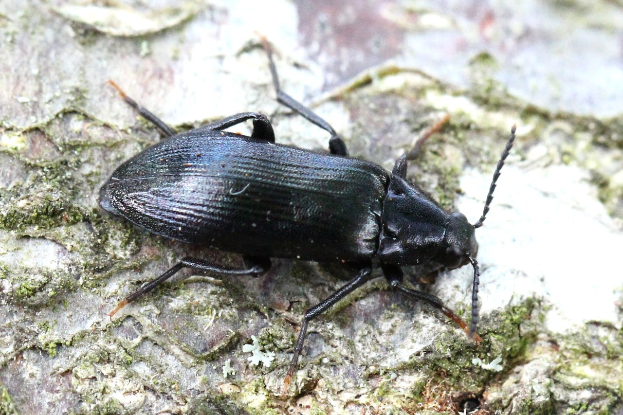 Melandrya caraboides (Linnaeus, 1760) - Chrysomèle à un seul étui