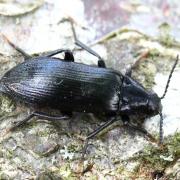 Melandrya caraboides (Linnaeus, 1760) - Chrysomèle à un seul étui