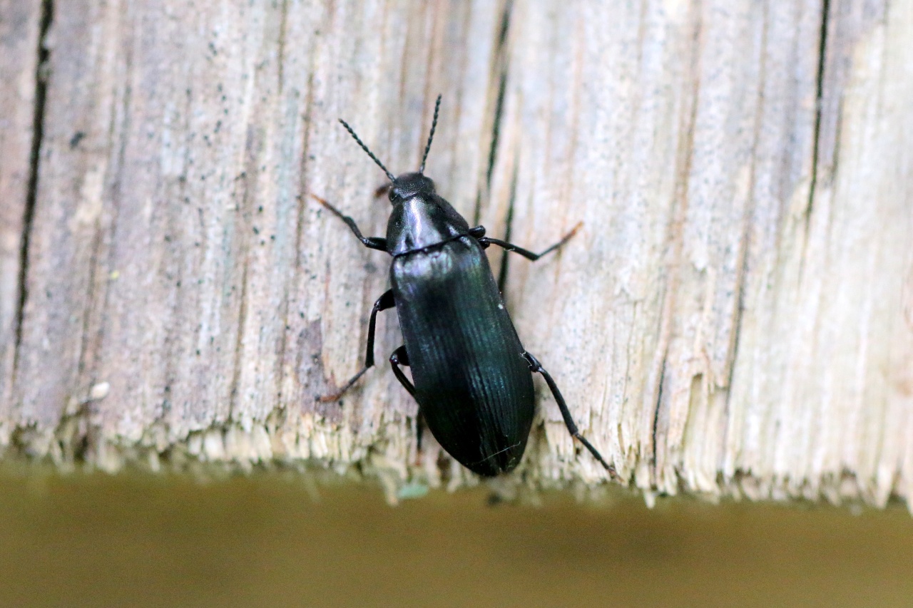 Melandrya caraboides (Linnaeus, 1760) - Chrysomèle à un seul étui