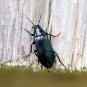 Melandrya caraboides (Linnaeus, 1760) - Chrysomèle à un seul étui